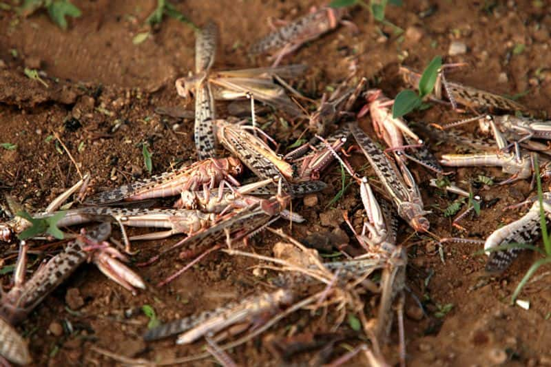 Worst locust attack in three decades sees India, Pakistan cooperate in fighting common threat