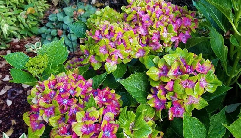 Pistachio hydrangeas or two colored hydrangeas