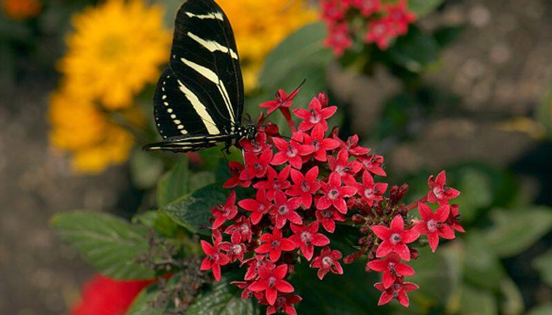 how to grow pentas in home