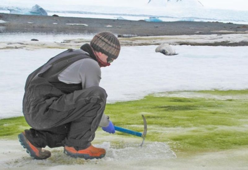 Algae grows Antarctic snow due to climate change