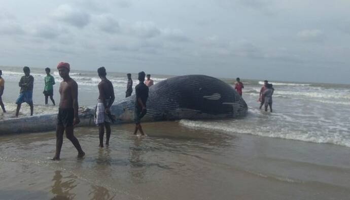 সমুদ্রে ভেসে এল বিশালাকার তিমি মাছ, শোরগোল মন্দারমণিতে