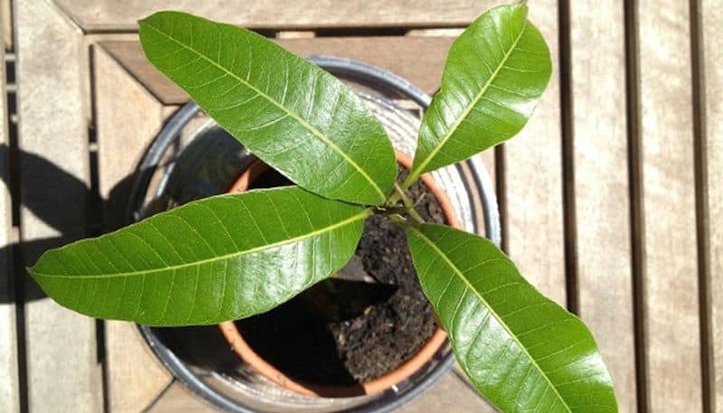 mango plant as indoor