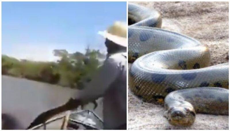 Watch 3 people try to pull 17 foot anaconda out of water police fine trio