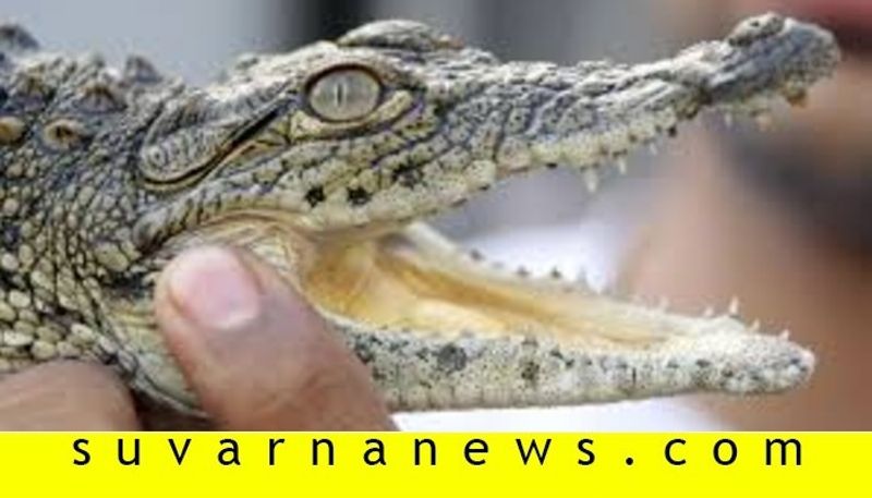 crocodile baby found in Main road at Subramanya