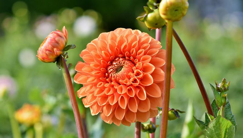 dahlia flower in our garden