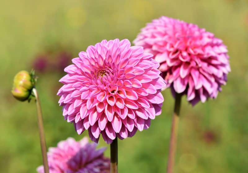 dahlia flower in our garden