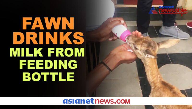 Viral video: Hungry fawn drinks milk from feeding bottle