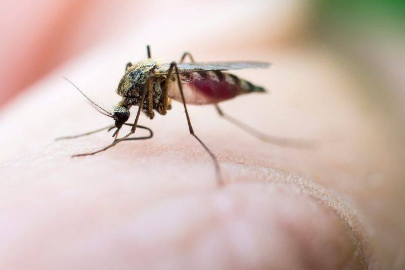 Why do mosquitoes drink blood , Research results that shocked scientists