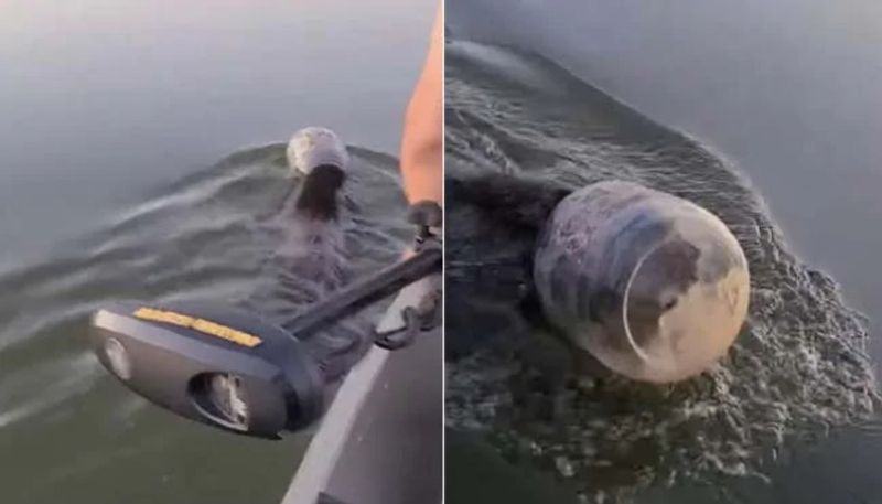 Family Saved A Bear Cub Swimming With Jar Stuck On Its Head