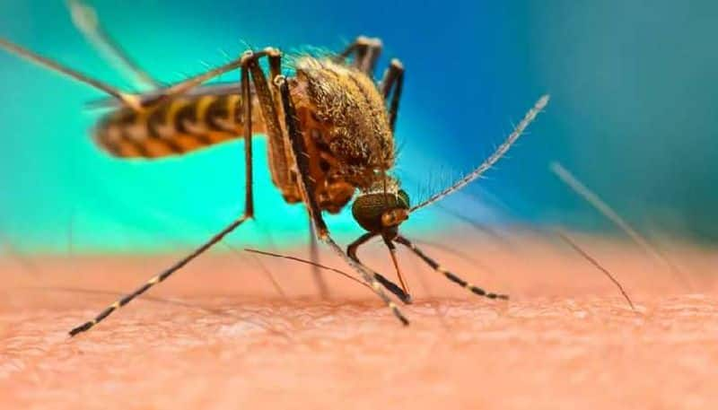 Mosquito menace: Natural remedies to prevent those pesky insect bites-dnm