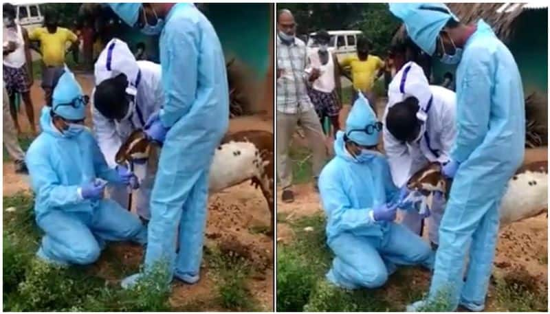 47 goats quarantined after goatherd tests Covid positive