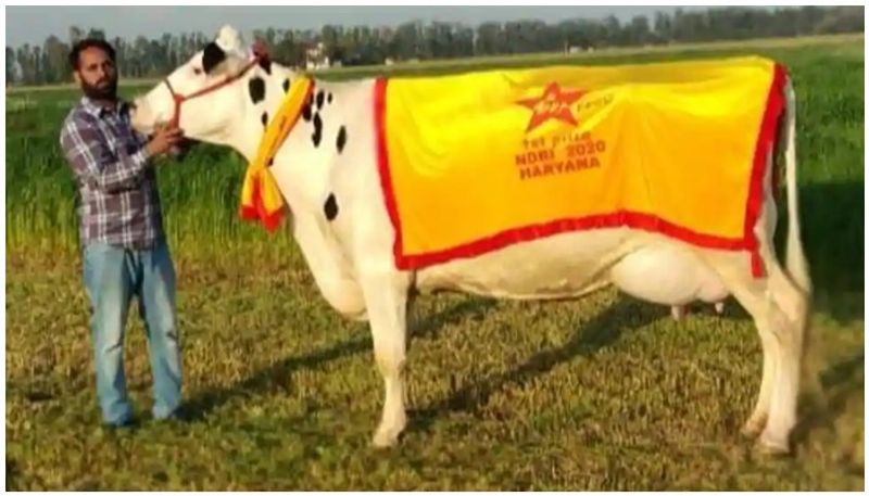 Cow sets record by yielding 76.61kg milk in One day