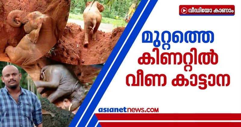 wild elephant rescued from well in Pooyamkutty