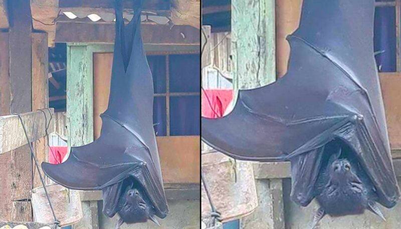 Picture of human-sized bat from Philippines goes viral