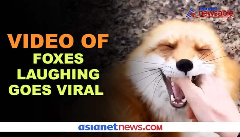 Have you ever seen foxes laughing? Watch this viral video