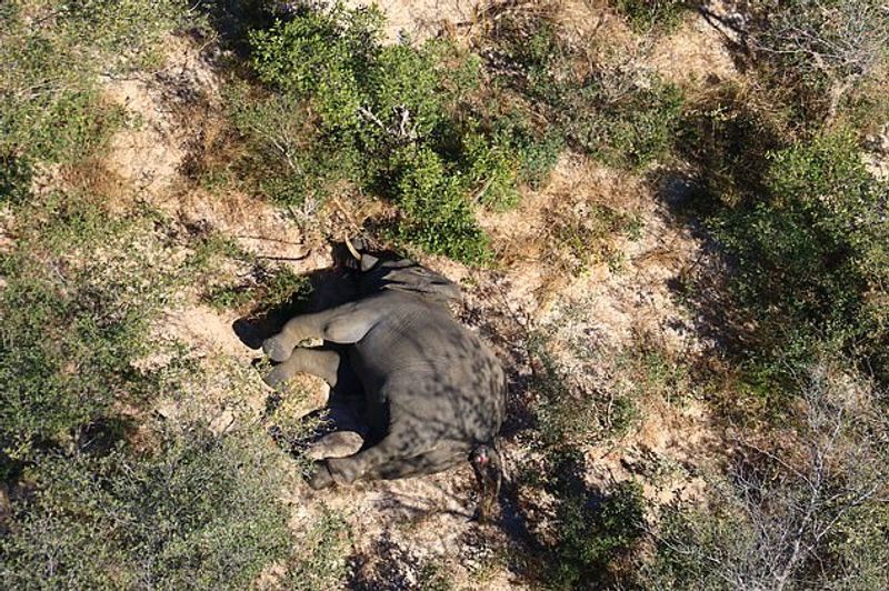 climate induced poisoning mystery revealed in 350 elephants death Botswana