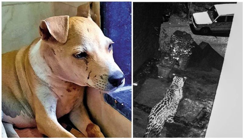 mumbai leopard let go pup as stray dogs gang up and bark