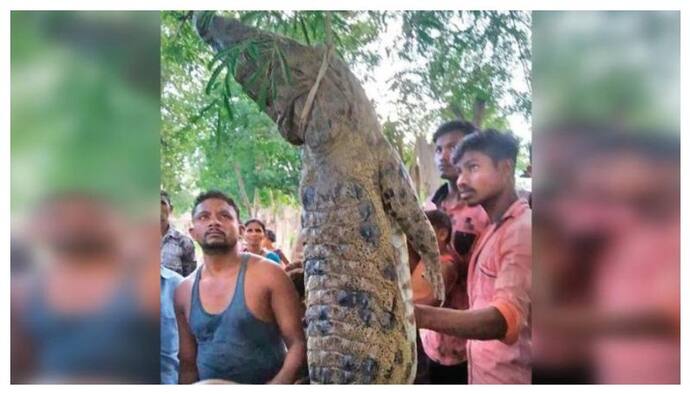 আনলক ভারতের মর্মান্তিক ছবি, খিদের জালায় ১০ ফুটের কুমিরকে মেরে  রান্না করল গ্রামবাসীরা