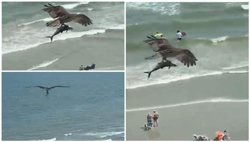 American basketball player Rex Chapman shares video of large bird carrying a baby shark