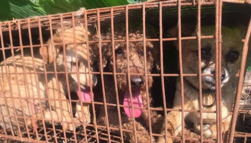 nagaland government bans sale of dog meat