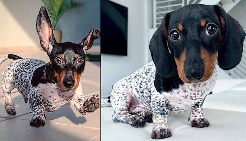 This dachshund puppy has unique black and white spotted boy; confuses netizens