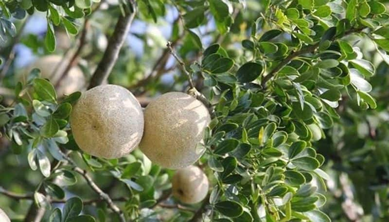 how to grow wood apple