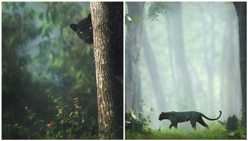 Photos of a Black Leopard from karnataka forest went viral again as earth shares it