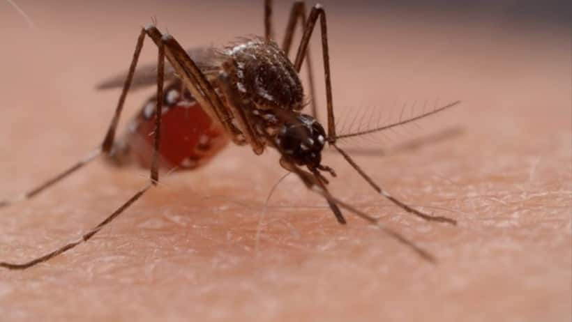 Mosquito menace: Here’s how you can have a mosquito free office with these hacks