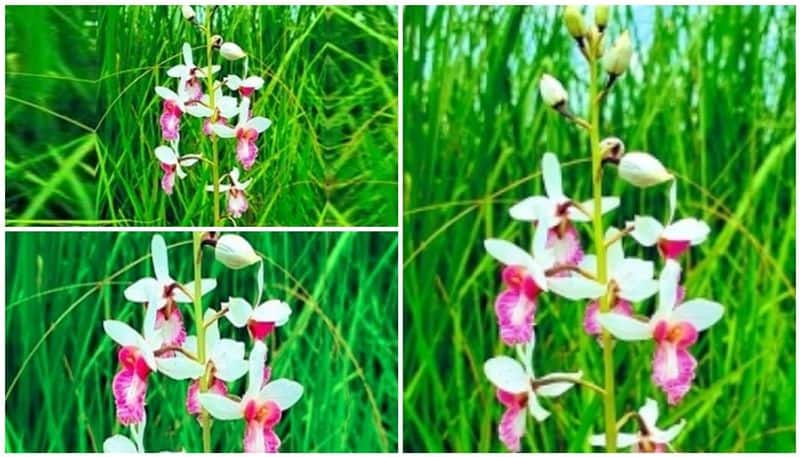 after 118 years rare orchid blooms in india