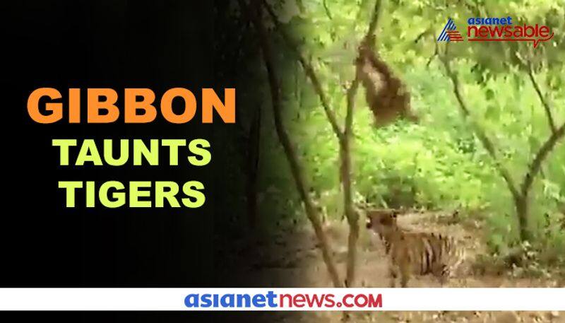 Gibbon teases tiger cubs; hilarious video goes viral