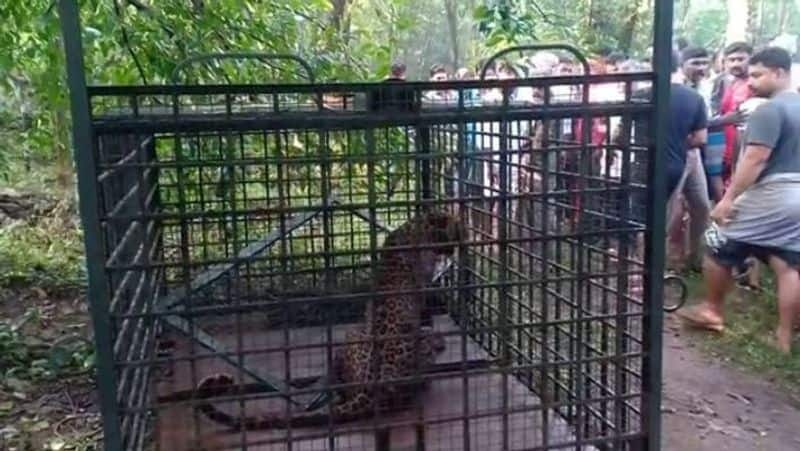 Leopard Trappped in to the Cage in Dabaspete in Bengaluru Rural District