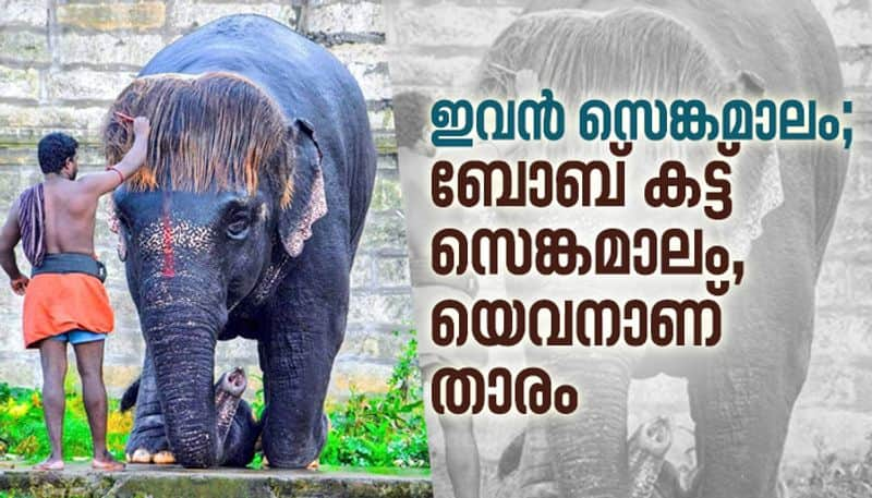 little elephant Bob cut sengamalam at rajagopalaswamy temple tamil nadu photo story