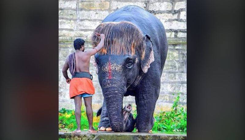 Meet Bob-Cut Sengamalam, the elephant with a fringe