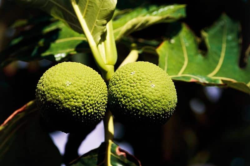 how to grow breadfruit