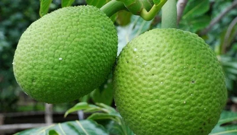 how to grow breadfruit