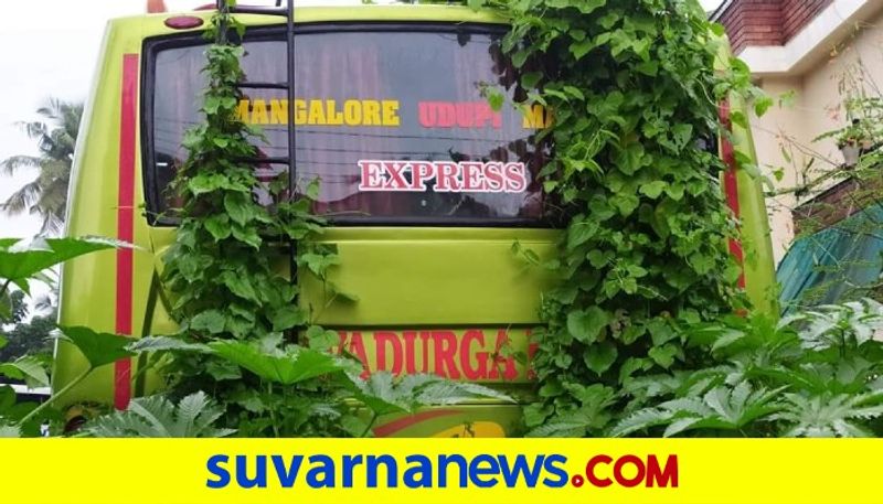 Mangalore private buses covered with wild plants and weeds due to lockdown