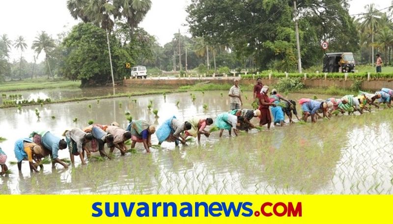 Corona Effects Paddy Crop Raises In Udupi snr