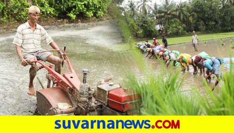 Farmer in Kundapura grow rice in 60 paddy field