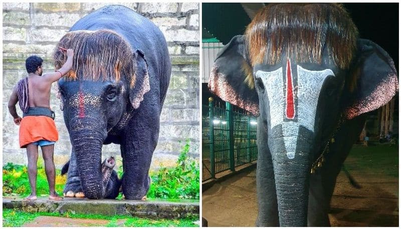 Elephant in Mannargudi Bob cut Sengamalam viral again