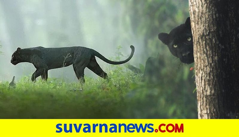 Karnataka Black Panther Pic Goes Viral People Call It Bagheera