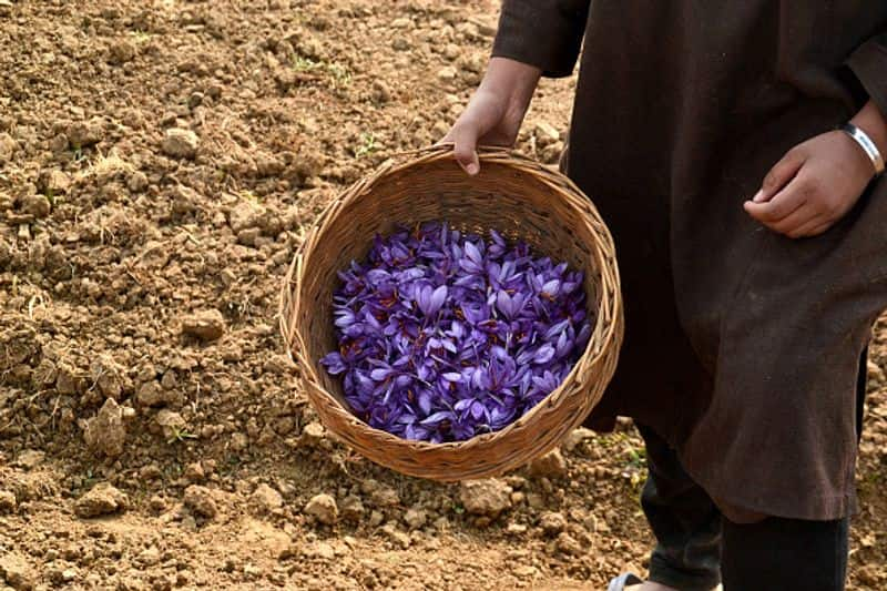 how to grow saffron