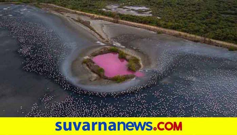 why  Maharashtra Lonar Lake Turns Pink Scientists To Examine