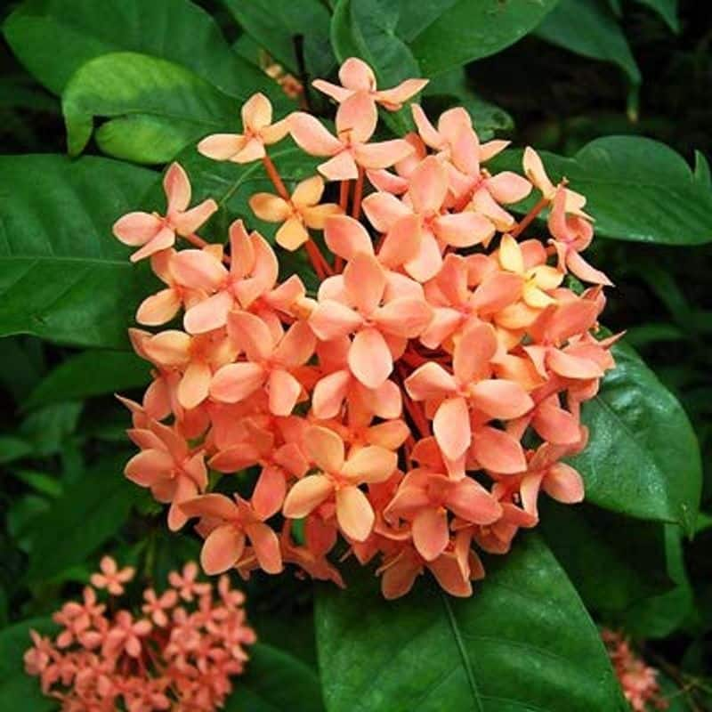 how to grow Dwarf Ixora in garden and as indoor