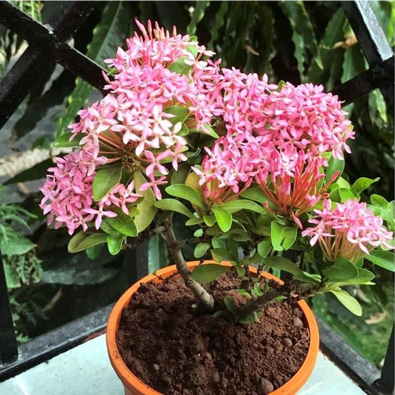 how to grow Dwarf Ixora in garden and as indoor