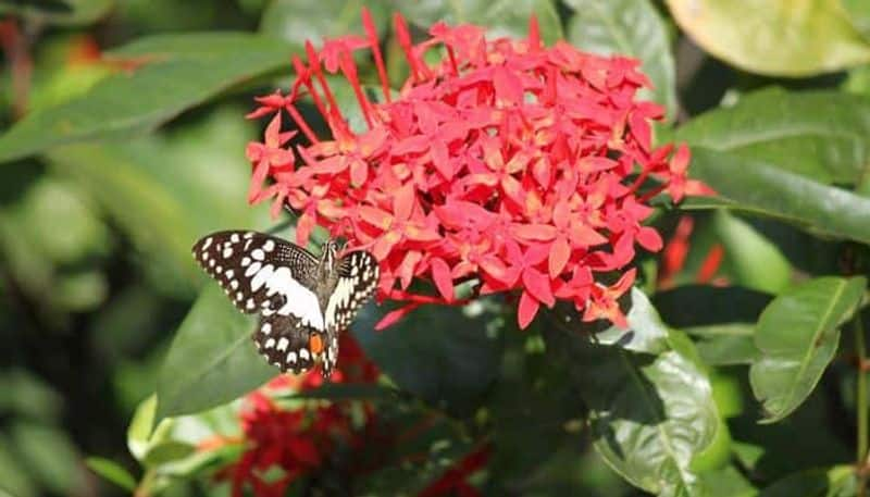 how to grow Dwarf Ixora in garden and as indoor