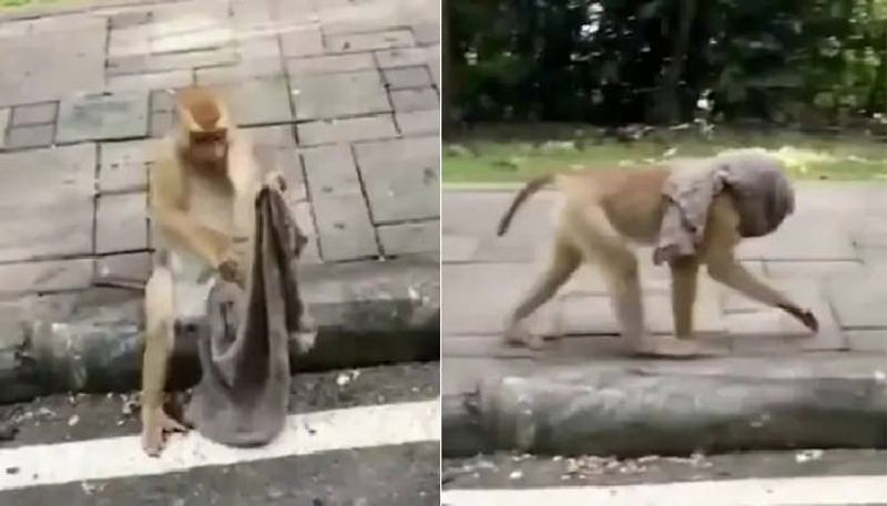 Video Of A Monkey Wearing A Face Mask