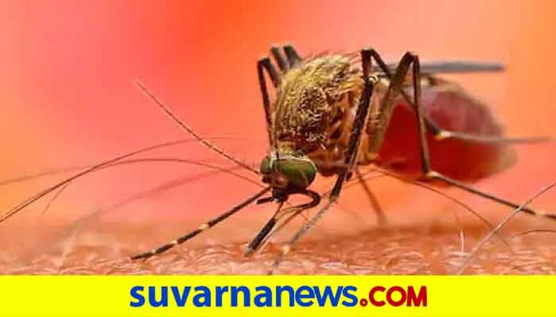 Can a single mosquito bite cause dengue Hear the answer from experts