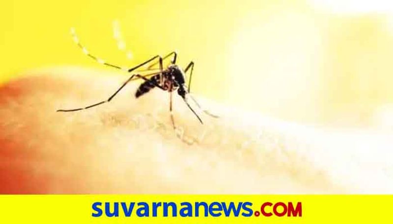 Dengue can occur anytime say experts highlighting the need to stay vigilant for mosquitoes