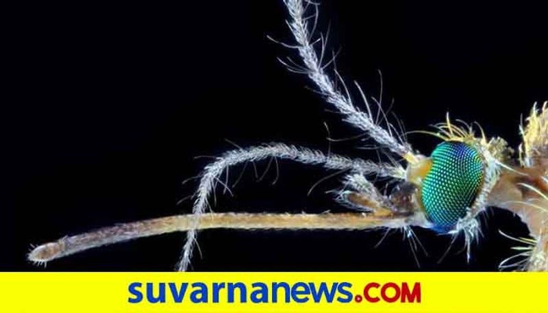 Dengue cases in midst of covid19 in mangalore