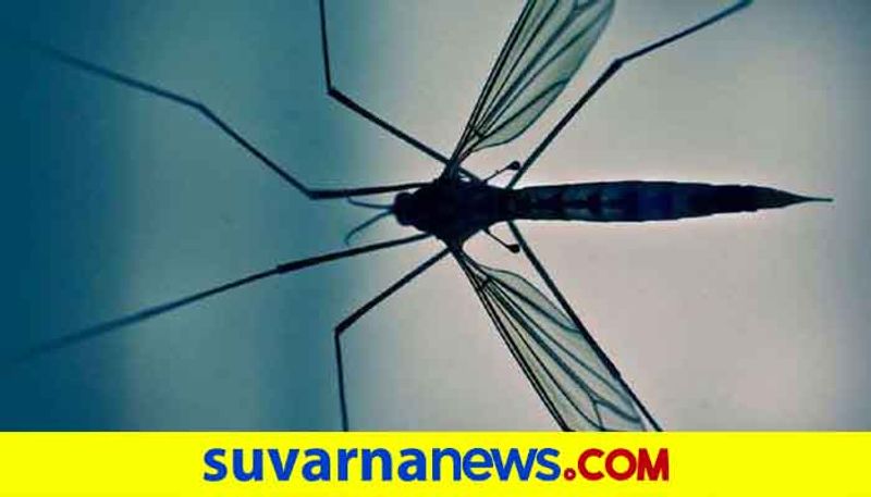 40 Dengue cases increase in mangalore in midst of covid19